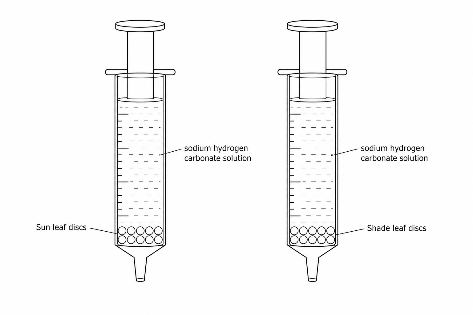 Two syringes containing sodium hydrogen carbonate solution. The syringe on the left is labeled 'Sun leaf discs' and contains ten circular leaf discs at the bottom. The syringe on the right is labeled 'Shade leaf discs' and also contains ten circular leaf discs near the bottom. Both syringes are filled with sodium hydrogen carbonate solution.