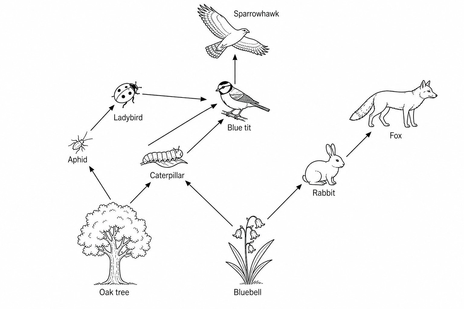 A food web diagram in a woodland habitat.