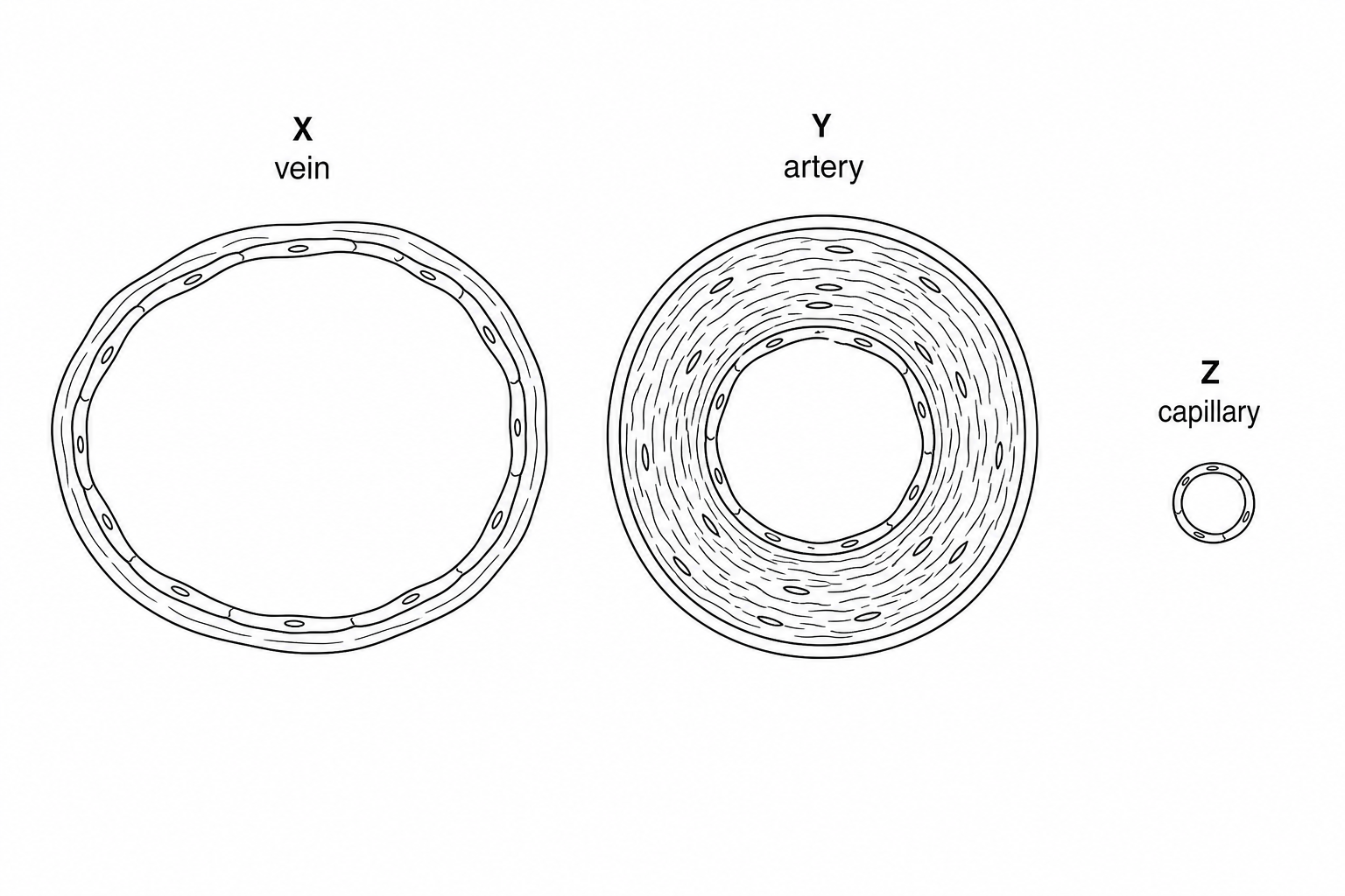 Blood Vessels