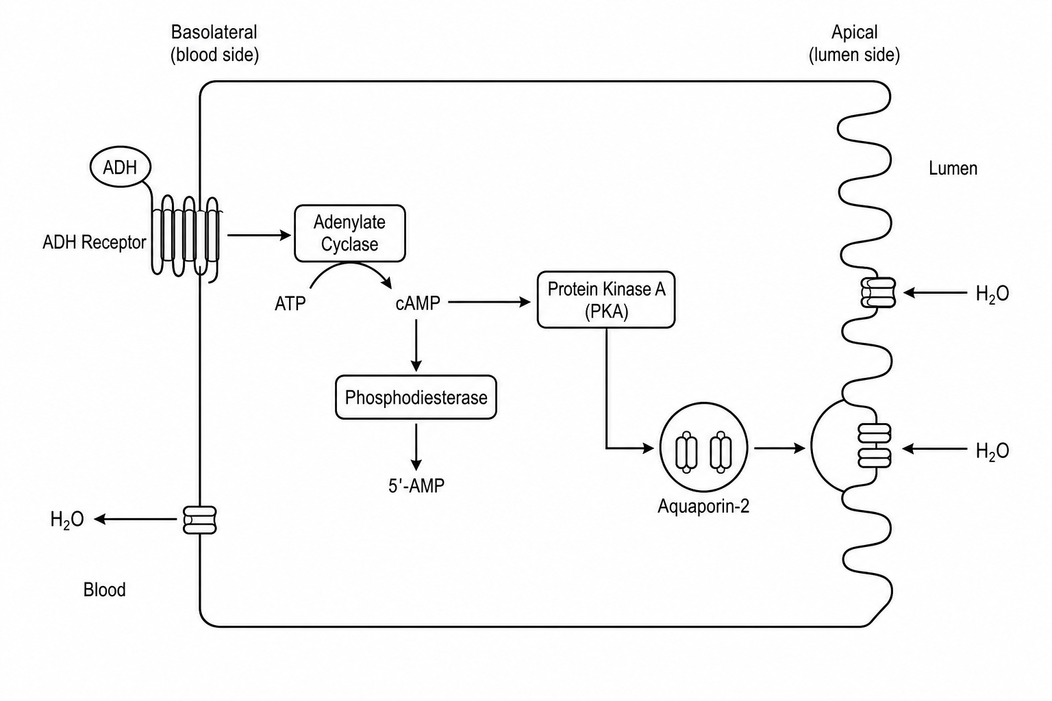 ADH Second Messenger Pathway