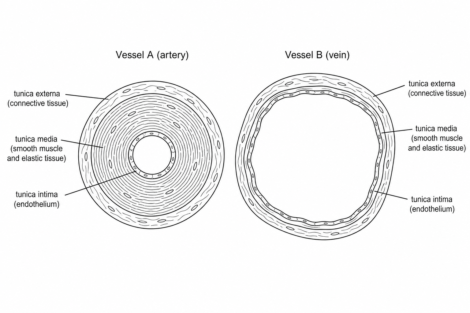 Cross-section of Vessel A and Vessel B