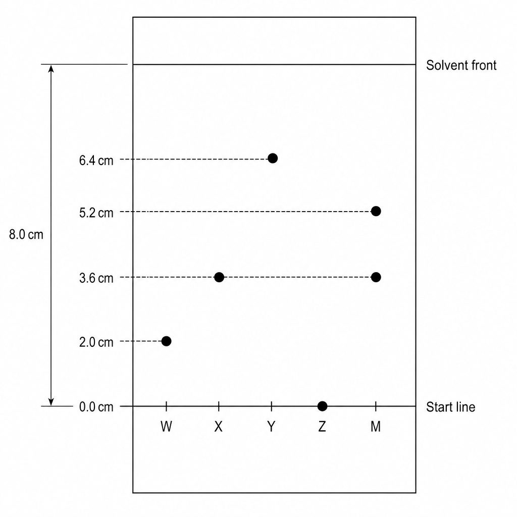 A chromatogram on chromatography paper. There is a horizontal start line at the bottom and a solvent front line at the top. The distance from the start line to the solvent front is 8.0 cm. There are five lanes labeled W, X, Y, Z, and M. Lane W has one spot at 2.0 cm above the start line. Lane X has one spot at 3.6 cm above the start line. Lane Y has one spot at 6.4 cm above the start line. Lane Z has one spot remaining directly on the start line. Lane M has two spots: one at 3.6 cm and one at 5.2 cm above the start line.