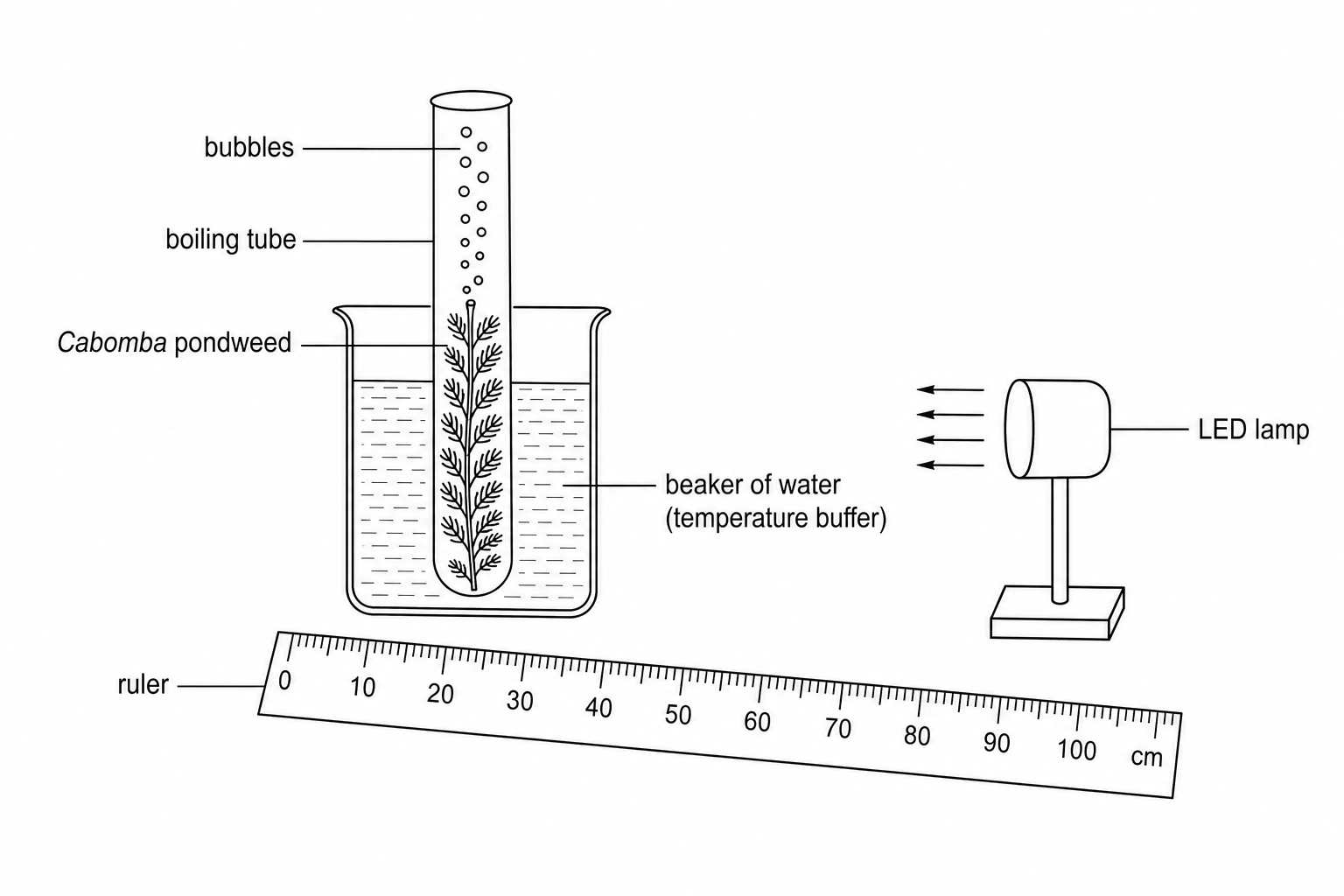 Diagram showing a boiling tube filled with water containing a piece of Cabomba pondweed with its cut stem pointing upwards. Bubbles are rising from the cut stem. The boiling tube is supported in a beaker of water acting as a temperature buffer. A ruler is laid out on the bench measuring the distance to an LED lamp light source.