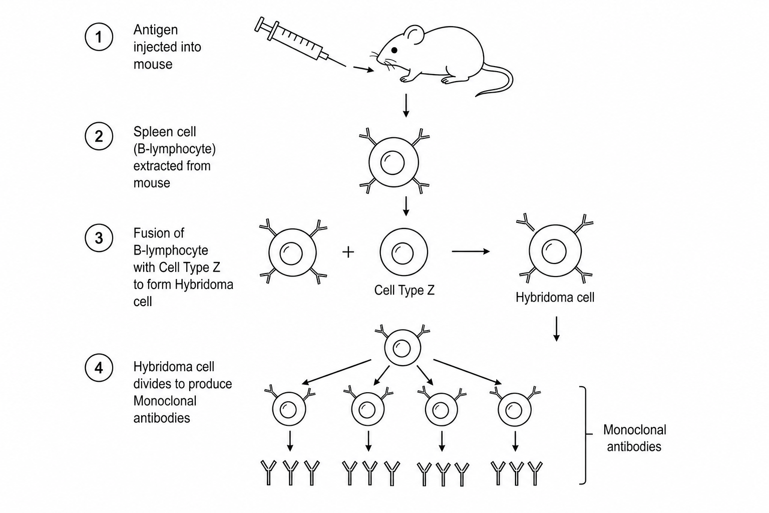 Figure 1: Flowchart showing the production of monoclonal antibodies