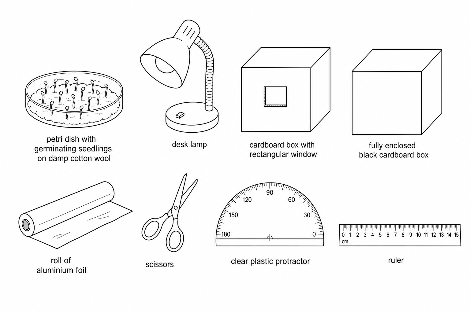 Figure 1: Laboratory apparatus for investigating phototropism