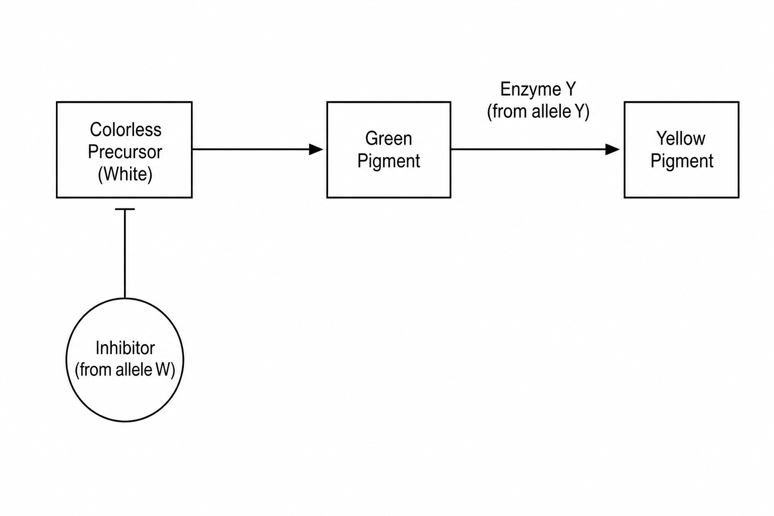 Pigment synthesis pathway