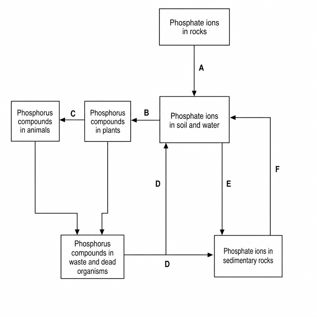 The Phosphorus Cycle