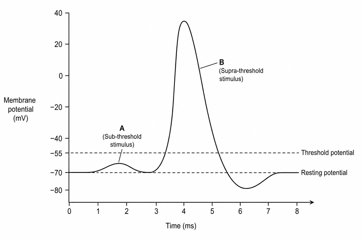 Membrane Potential Curves