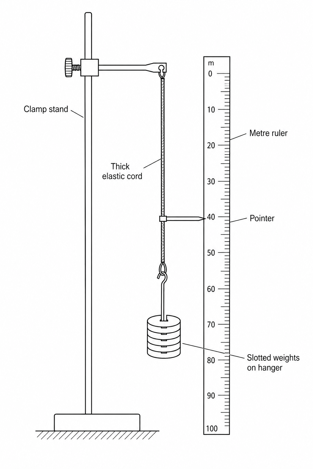 Diagram showing a vertical clamp stand holding a thick elastic cord. The top of the cord is clamped firmly. At the bottom of the cord, a horizontal pointer is attached, pointing towards a vertical metre ruler clamped next to it. Below the pointer, a weight hanger hangs vertically, allowing slotted weights to be added.