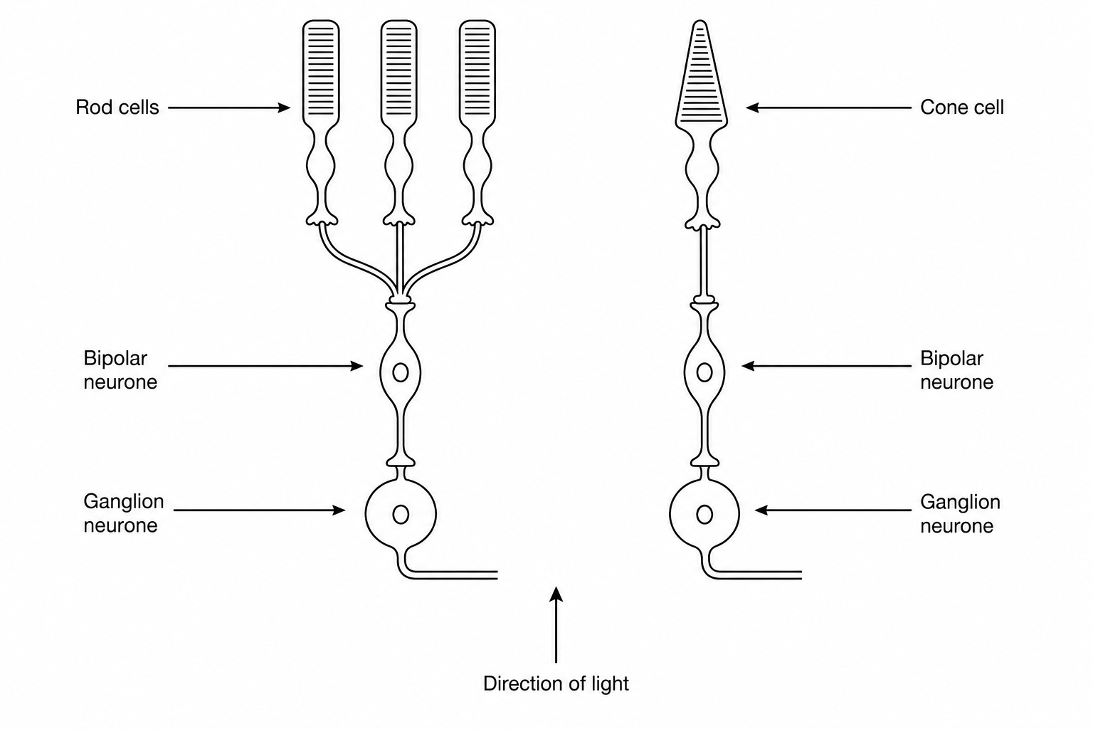 Retinal synaptic connections