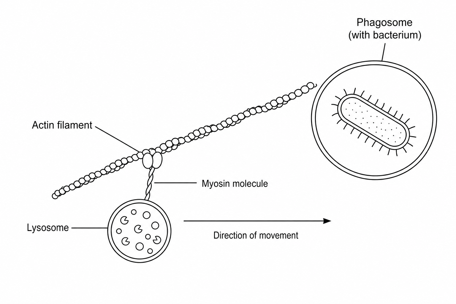 Lysosome transport in a phagocyte. Figure 1 shows a phagosome enclosing a bacterium on the right. An actin filament is represented as a thick diagonal line. A lysosome, depicted as a spherical organelle containing enzymes, is attached to a myosin molecule. The myosin molecule has two globular heads bound to the actin filament and a tail anchored to the lysosome. An arrow indicates the direction of movement of the lysosome along the actin filament towards the phagosome.