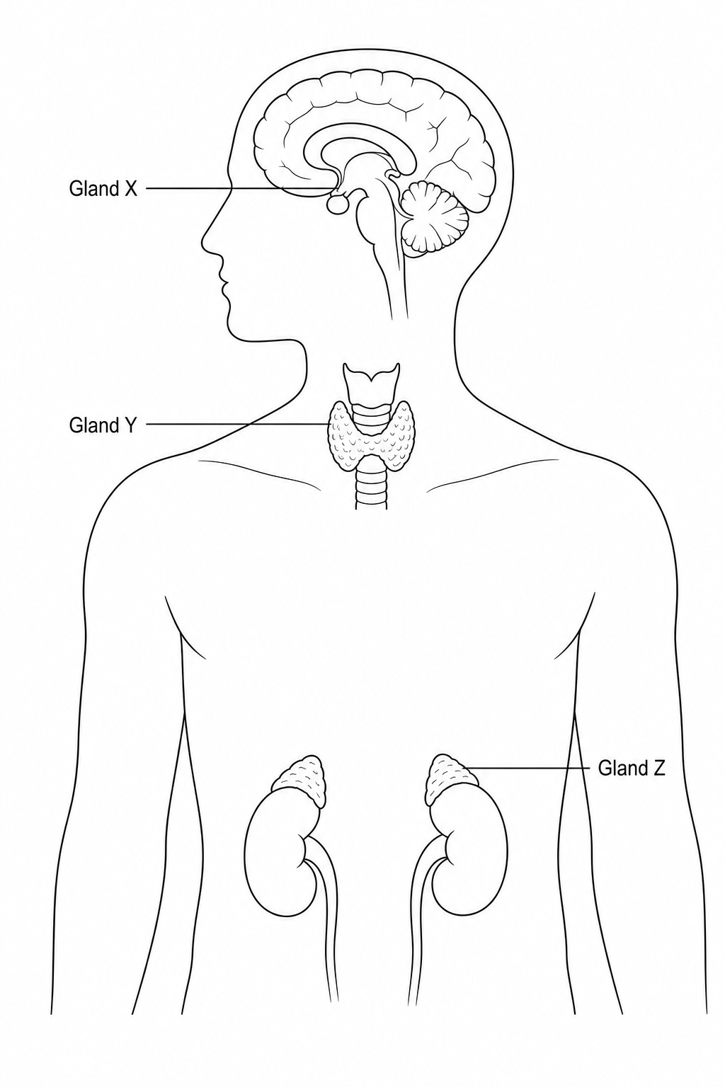 Outline of a human body showcasing three glands. Gland X is located in the center of the brain. Gland Y is located at the front of the neck, shaped like a small butterfly. Gland Z consists of two small cap-like structures, each sitting on top of one of the kidneys.