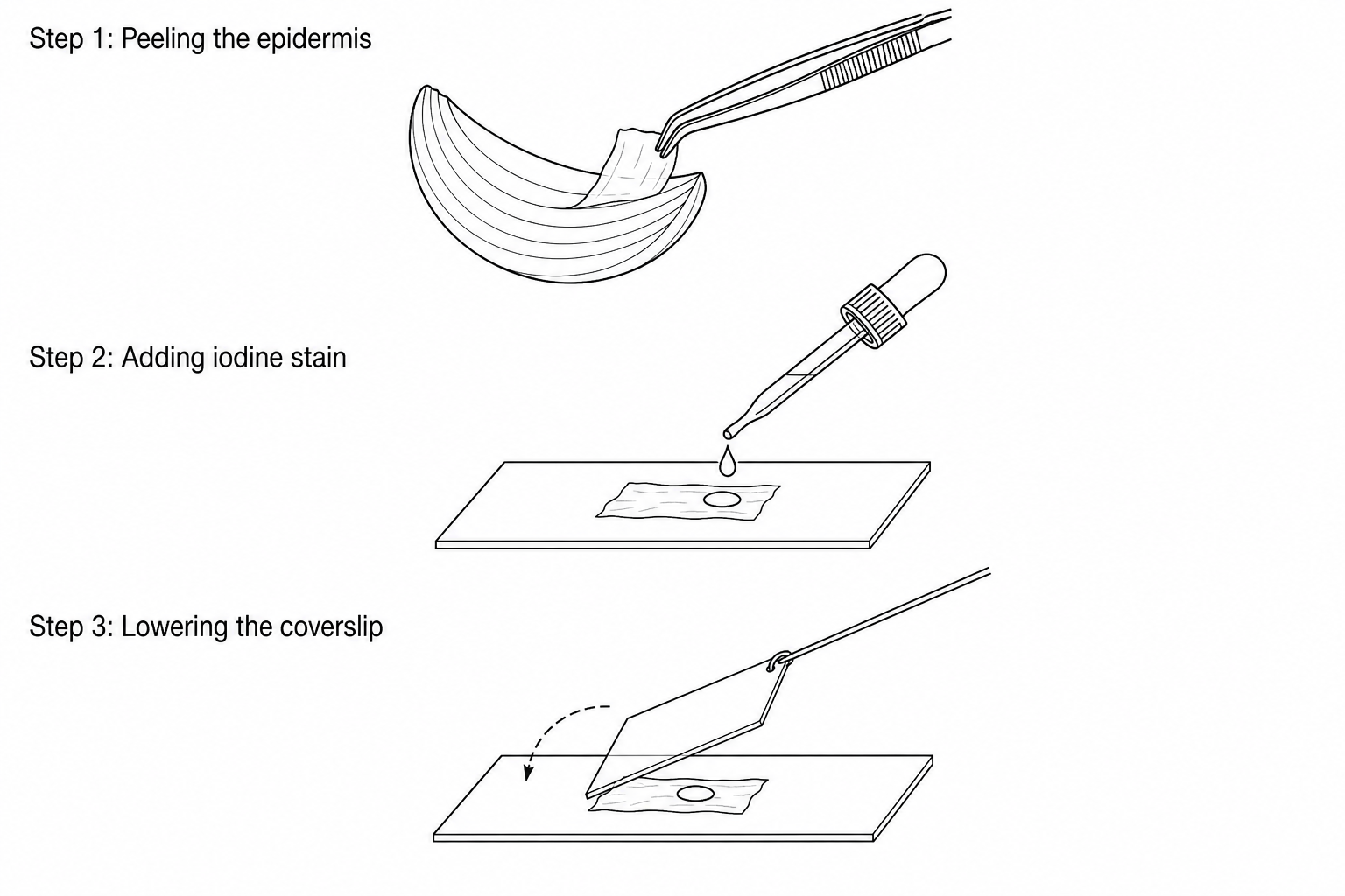 Preparation of onion epidermis slide