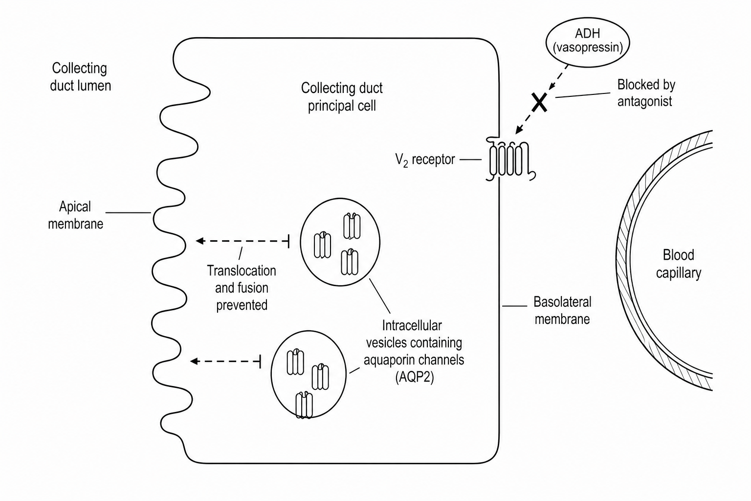 Cellular mechanism of V2 receptor antagonist