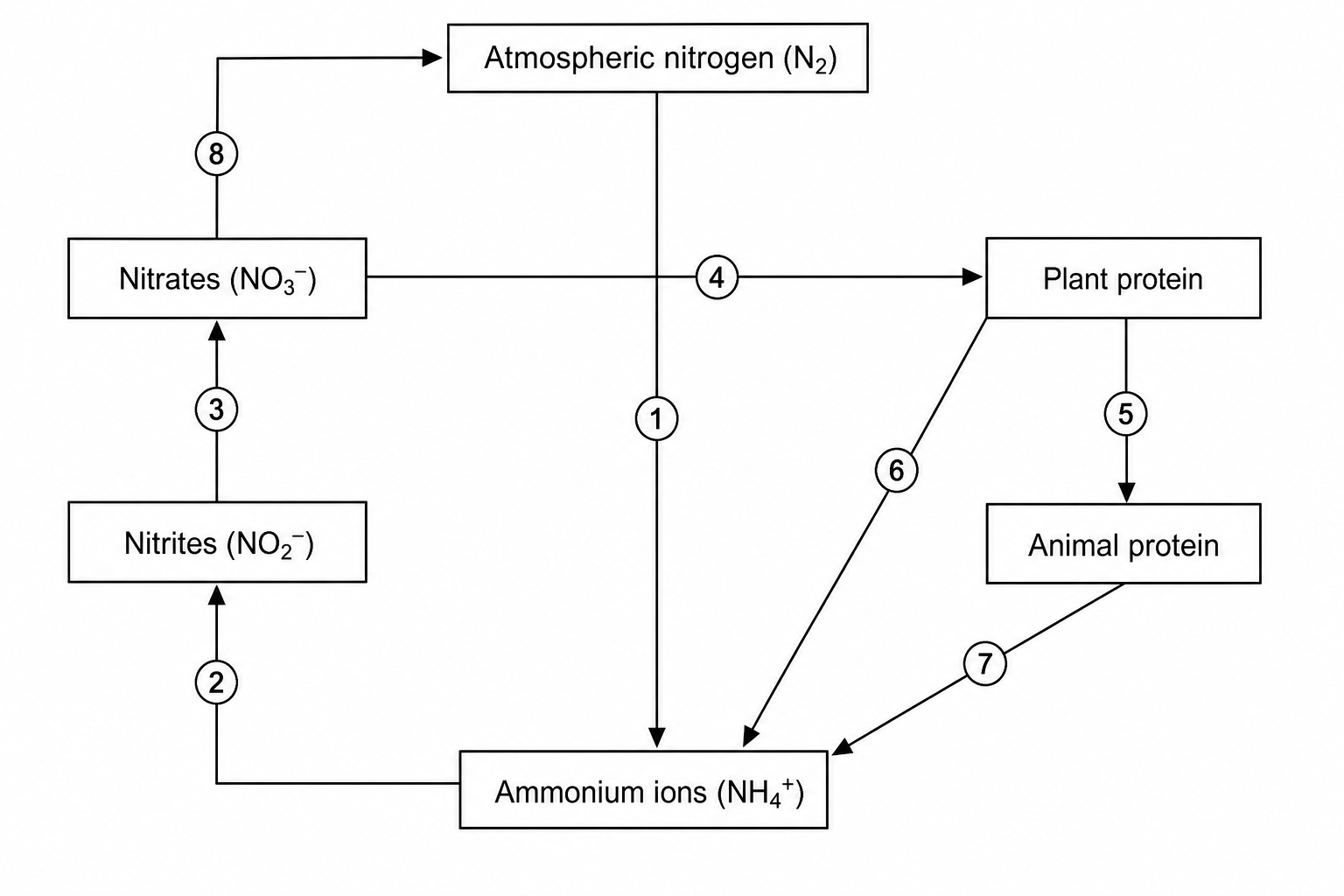 A flow diagram of the nitrogen cycle. At the top is 'atmospheric nitrogen (N_2)'. At the bottom center is 'ammonium ions (NH_4^+)'. At the middle-left is 'nitrites (NO_2^-)' and above it is 'nitrates (NO_3^-)'. On the middle-right is 'plant protein' and below it is 'animal protein'. The numbered pathways are: Arrow 1 runs from atmospheric nitrogen to ammonium ions; Arrow 2 runs from ammonium ions to nitrites; Arrow 3 runs from nitrites to nitrates; Arrow 4 runs from nitrates to plant protein; Arrow 5 runs from plant protein to animal protein; Arrow 6 runs from both plant protein and animal protein to ammonium ions (representing decomposition); Arrow 7 runs from animal protein to ammonium ions (representing excretion); Arrow 8 runs from nitrates back to atmospheric nitrogen (representing denitrification).