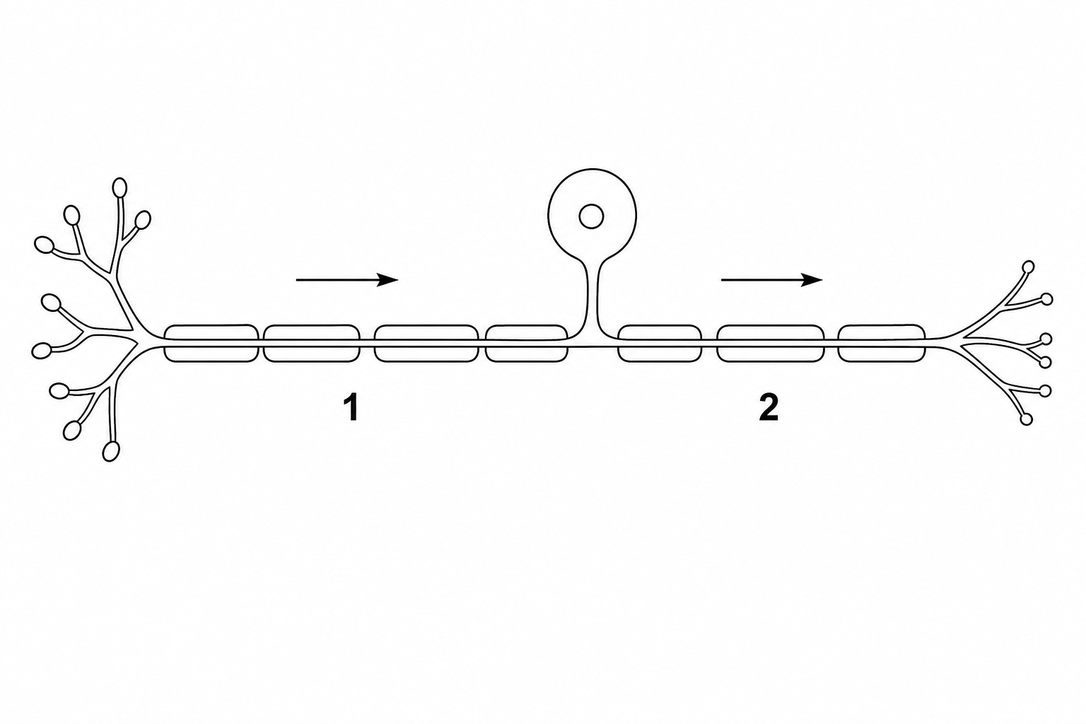 Diagram of a myelinated neurone