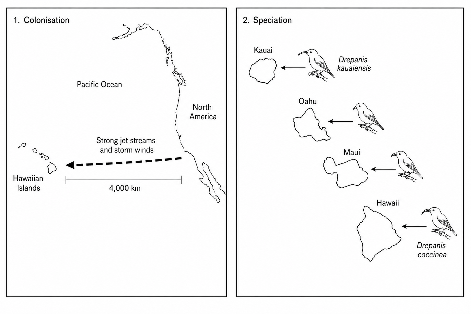 A two-panel diagram illustrating the colonisation of the Hawaiian Islands from North America by ancestral finches under the influence of strong jet streams and storm winds, followed by adaptive radiation into different species like Drepanis kauaiensis and Drepanis coccinea across the islands.