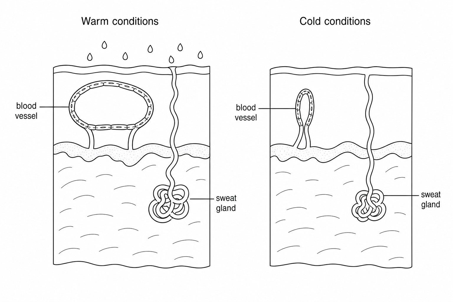 Diagrams of skin under warm and cold conditions