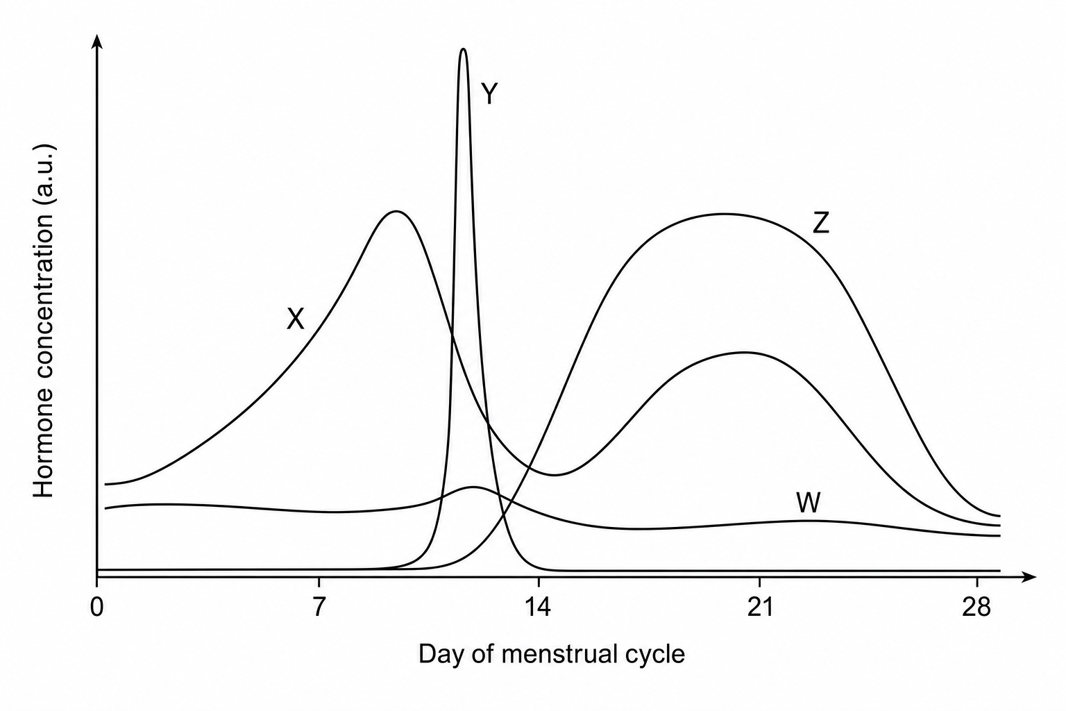Hormone concentrations during the menstrual cycle