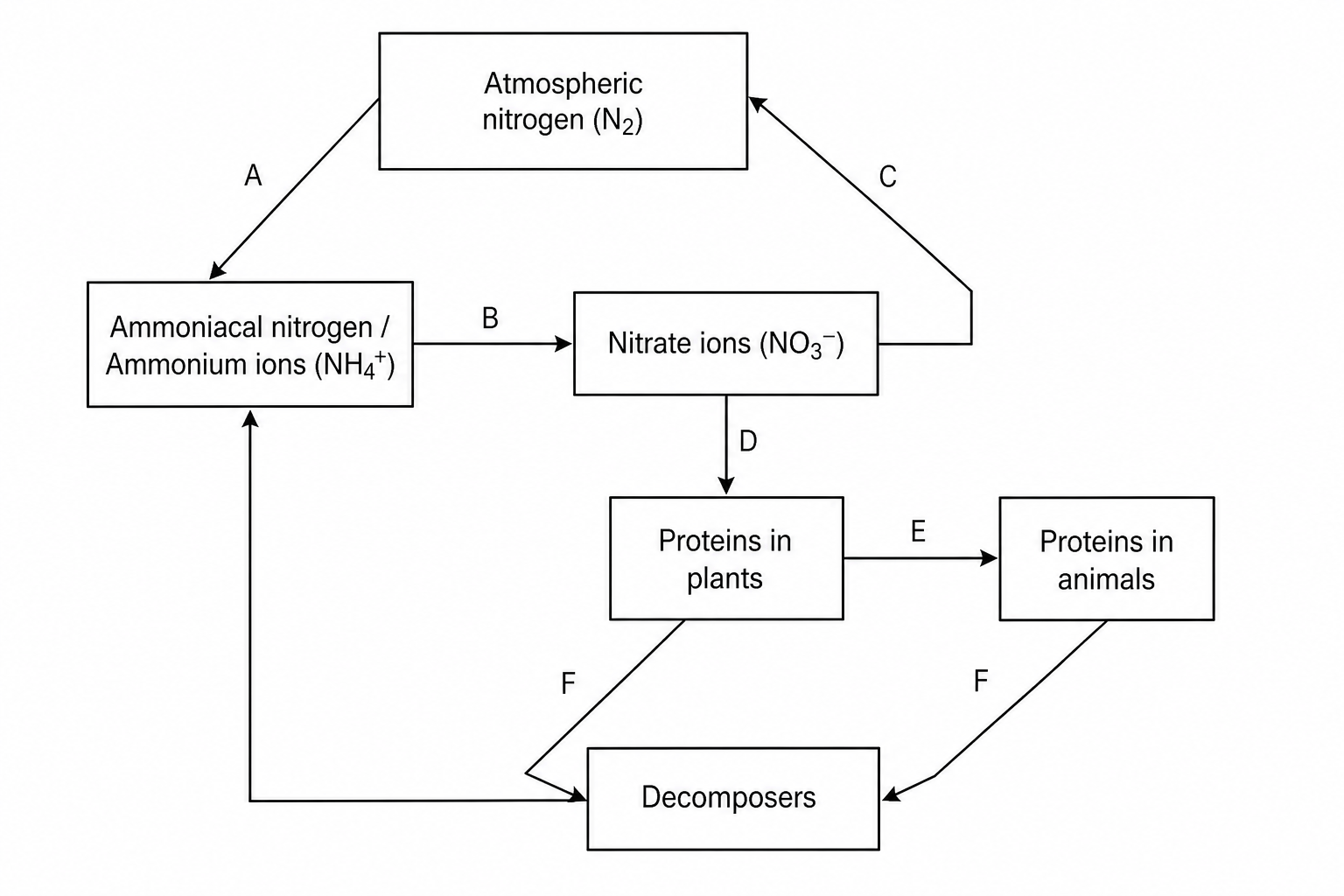 Nitrogen Cycle Diagram