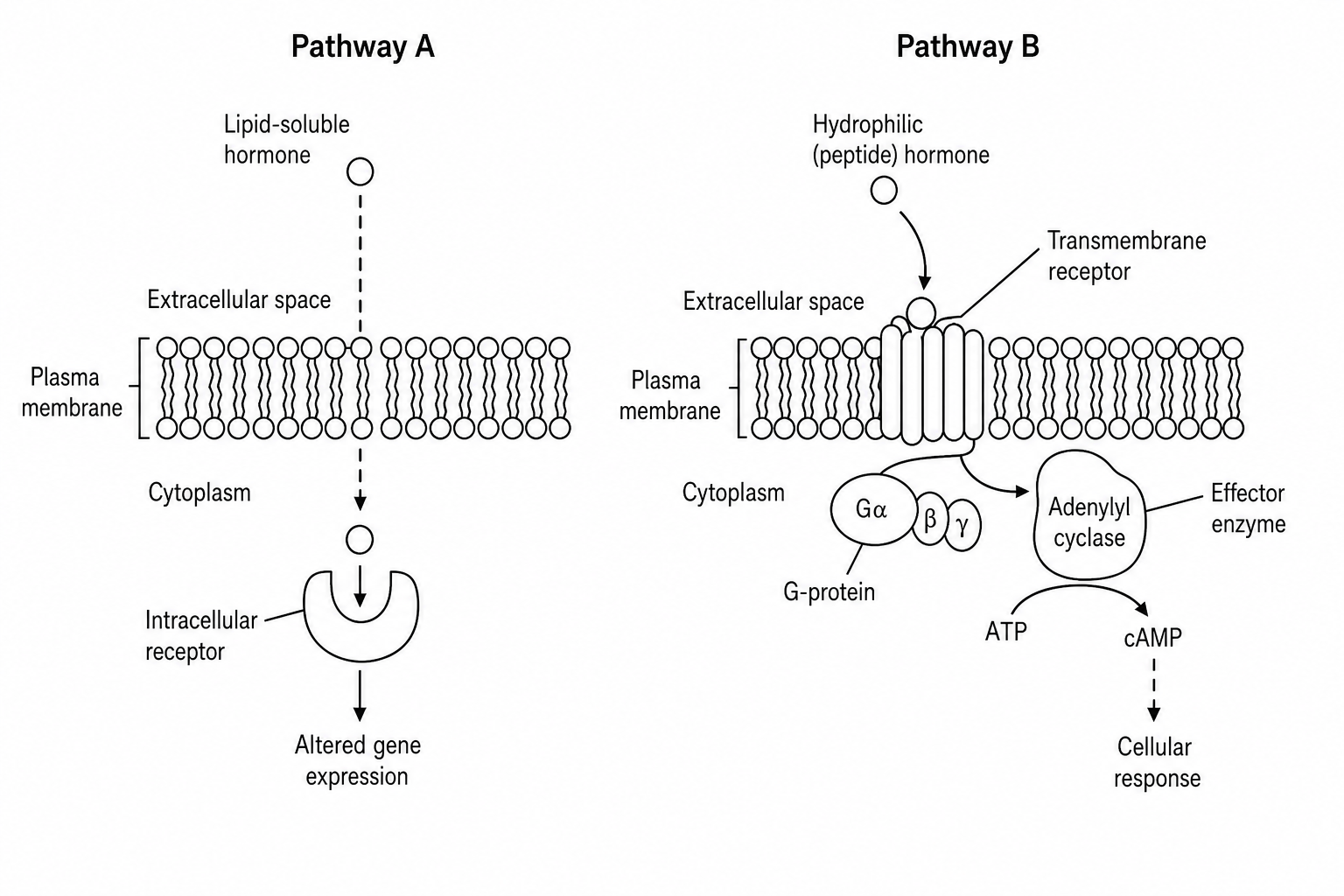 Hormone signaling pathways