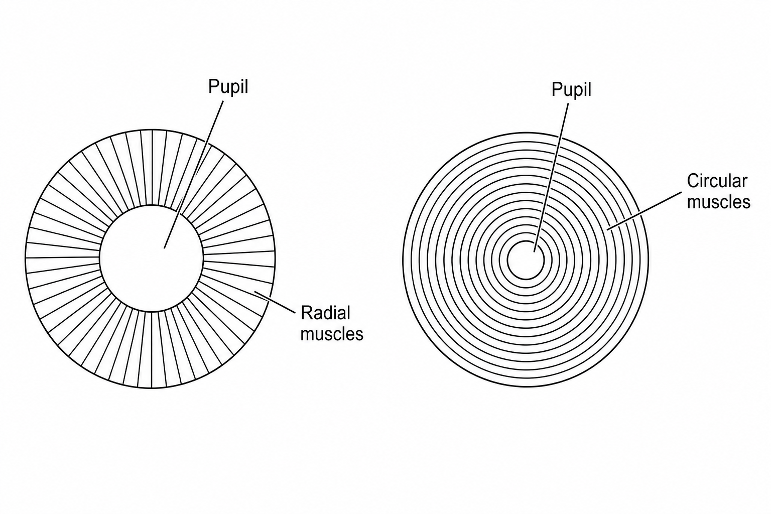 Pupillary reflex diagram