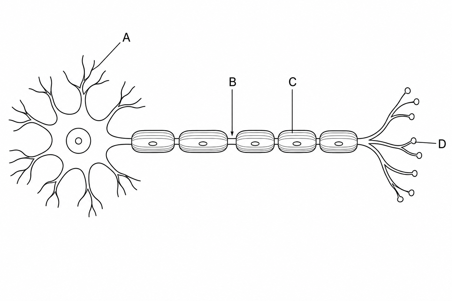 Myelinated motor neurone diagram