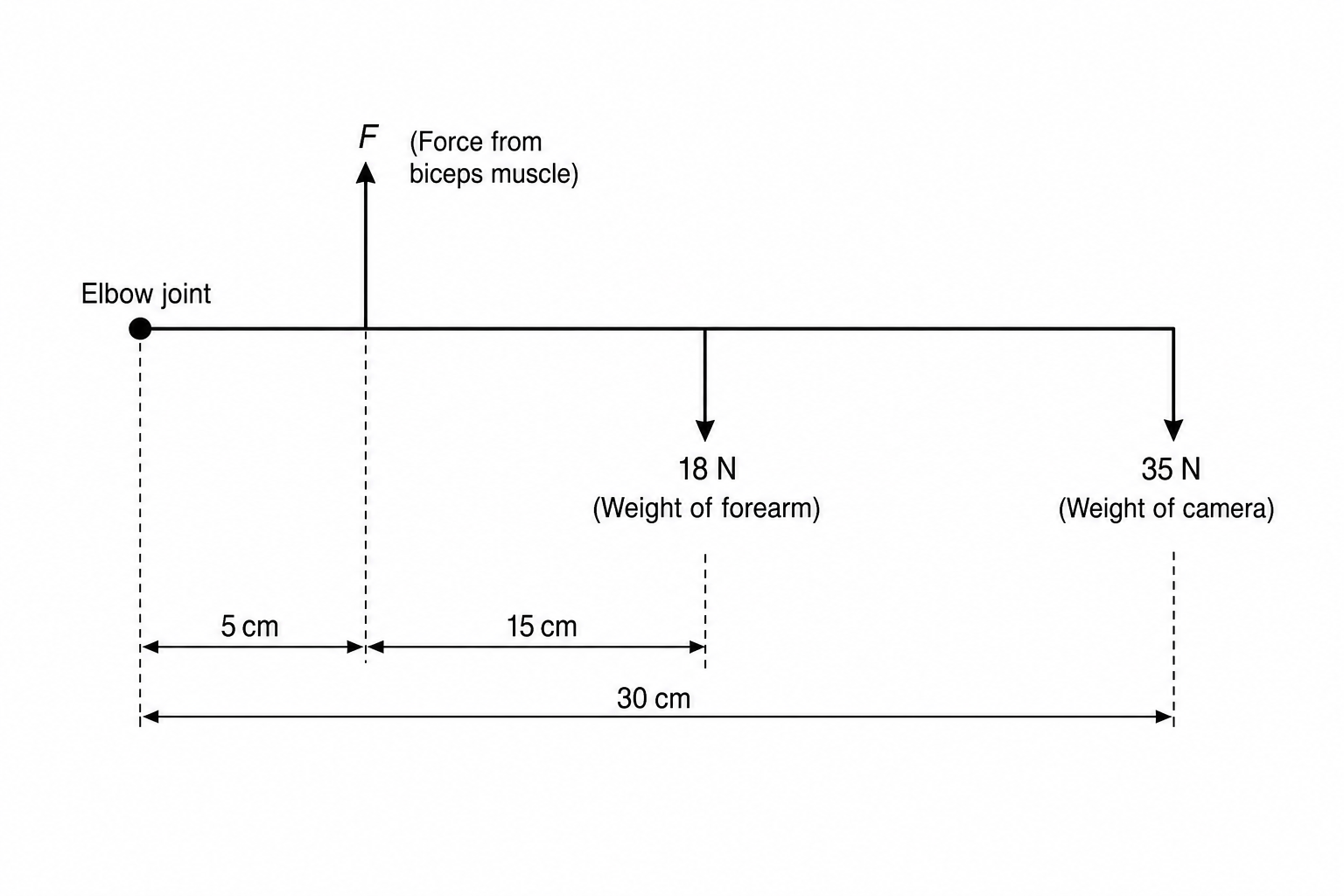 Figure 1: A simplified mechanical diagram of a forearm holding a camera. The pivot point, representing the elbow joint, is on the far left. A vertical upward arrow representing the 'Force from biceps muscle, F' is positioned 5 cm to the right of the pivot. A vertical downward arrow representing the 'Weight of forearm = 18 N' is positioned 15 cm to the right of the pivot. At the right-hand end of the forearm, a vertical downward arrow representing the 'Weight of camera = 35 N' is positioned 30 cm to the right of the pivot. All distances are measured horizontally from the pivot.