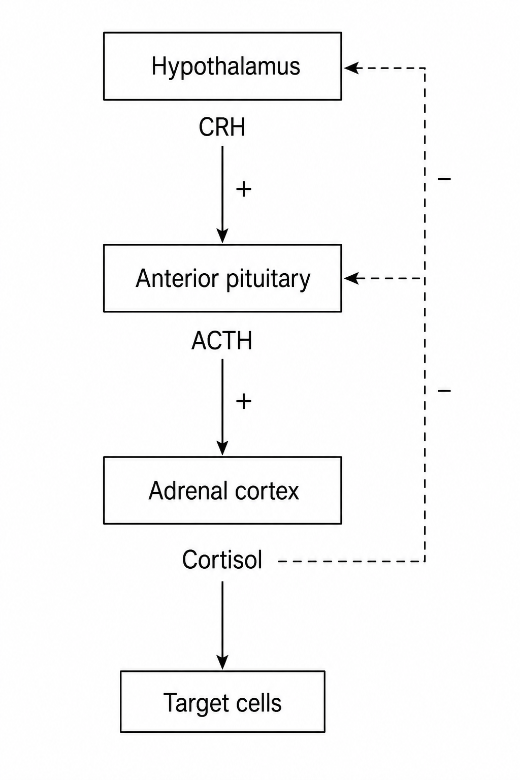 Negative feedback system for cortisol