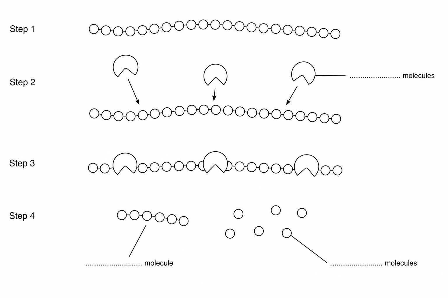 Diagram showing the steps of protein breakdown by protease. Step 1 shows a long protein chain composed of amino acid sub-units. Step 2 shows protease enzyme molecules approaching the protein chain, with a dotted line pointing to them labeled '........................ molecules'. Step 3 shows the protease enzymes binding to the protein chain. Step 4 shows the digested chain. A dotted line points to the remaining peptidic backbone labeled '........................ molecule', and another dotted line points to the released individual sub-units labeled '........................ molecules'..