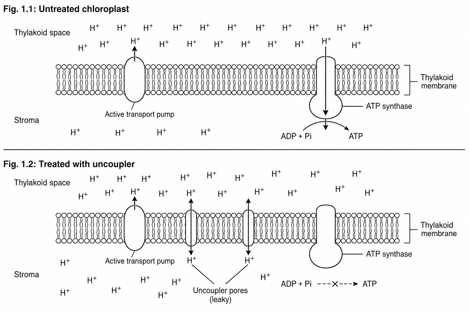 Diagram showing two thylakoid membranes. Fig. 1.1 (untreated chloroplast) represents a thylakoid with hydrogen ions (H+) highly concentrated inside the thylakoid lumen, diffusing out into the stroma only through a membrane-bound ATP synthase protein. Fig. 1.2 (treated chloroplast) shows the thylakoid lumen with pores in the membrane, allowing hydrogen ions to leak directly through the membrane, bypassing ATP synthase.