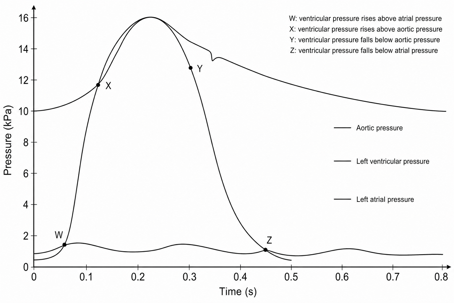 Pressure changes in the left side of a mammalian heart