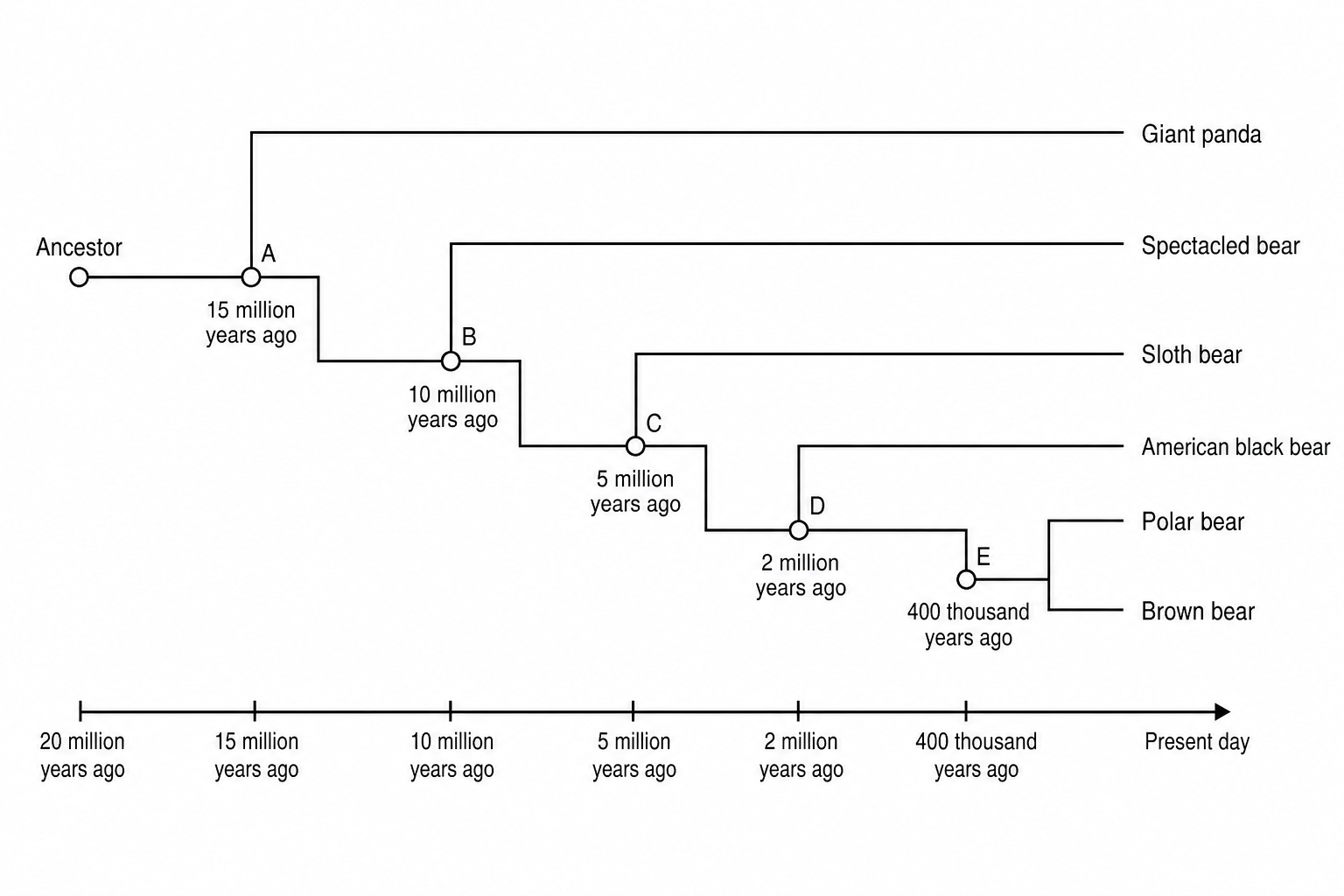 An evolutionary tree showing the relationships between six bear species. At the far left, the timeline starts at "20 million years ago" with a common "Ancestor". Moving to the right, Node A (dated 15 million years ago) splits into: 1) a top branch leading directly to the Giant panda, and 2) a bottom branch. The bottom branch continues to Node B (dated 10 million years ago), which splits into: 1) a branch leading directly to the Spectacled bear, and 2) another branch continuing to the right. This branch then reaches Node C (dated 5 million years ago) which splits into: 1) a branch leading to the Sloth bear, and 2) a branch continuing to the right. This branch hits Node D (dated 2 million years ago) which splits into: 1) a branch leading to the American black bear, and 2) a branch continuing to Node E. Node E (dated 400 thousand years ago) splits into the Polar bear and the Brown bear. The horizontal axis represents Time, running from the left to the right ("Present day"). Key: Node A = 15 million years ago, Node B = 10 million years ago, Node C = 5 million years ago, Node D = 2 million years ago, Node E = 400 thousand years ago.