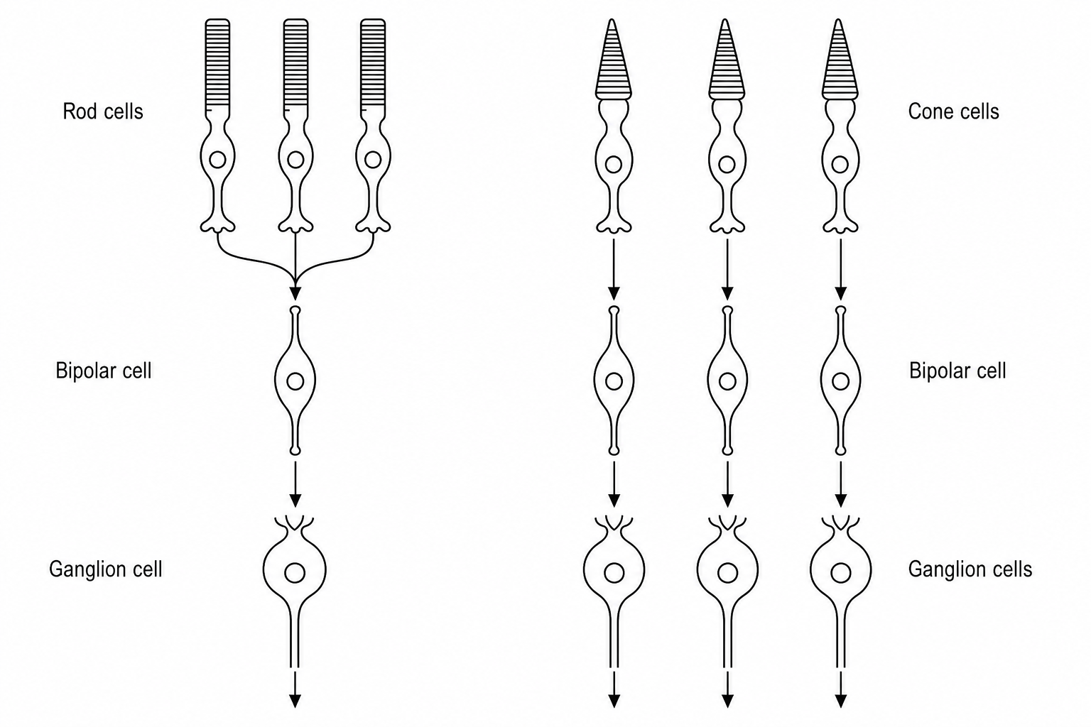 Retinal photoreceptors and connections