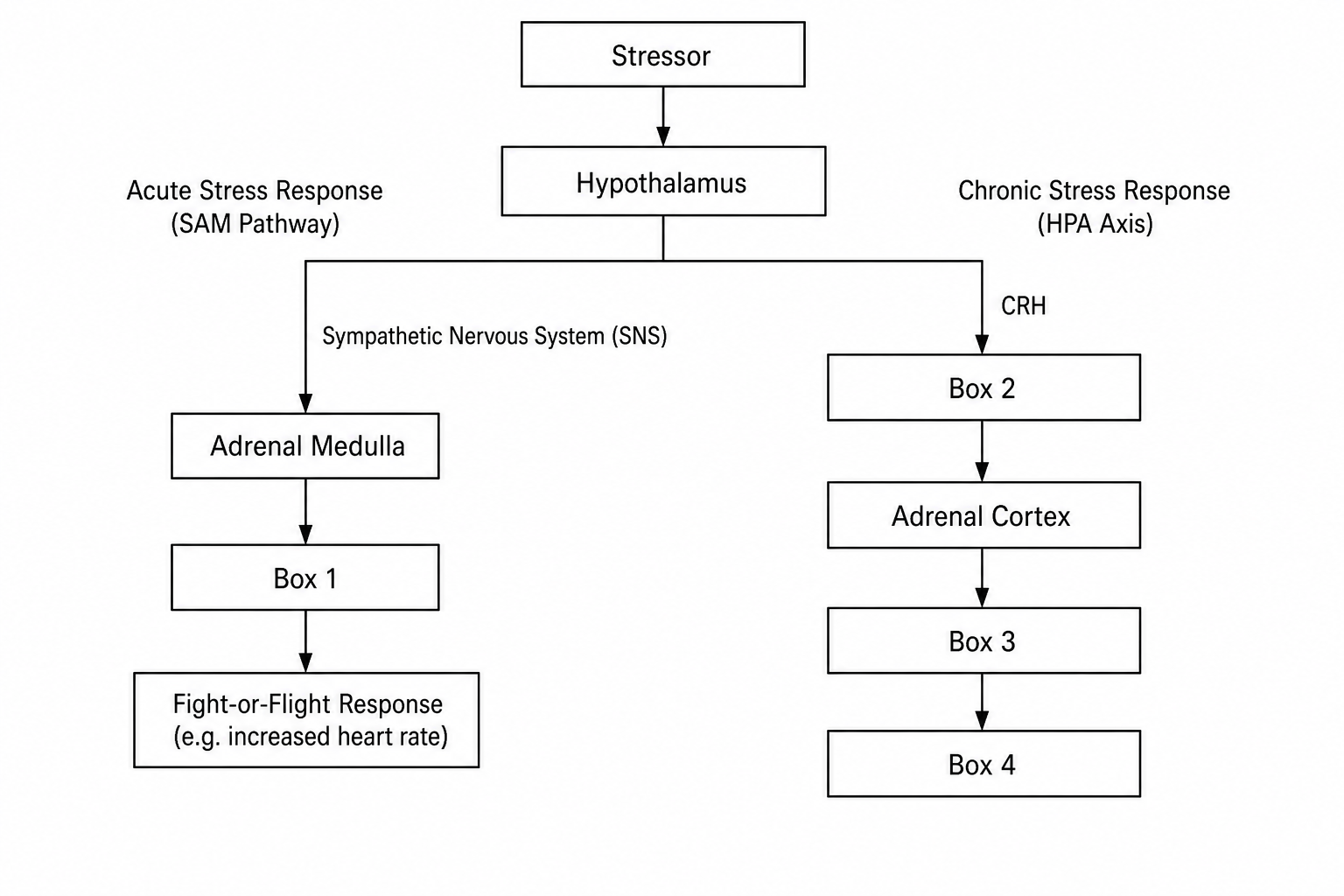 Physiological stress pathways flowchart