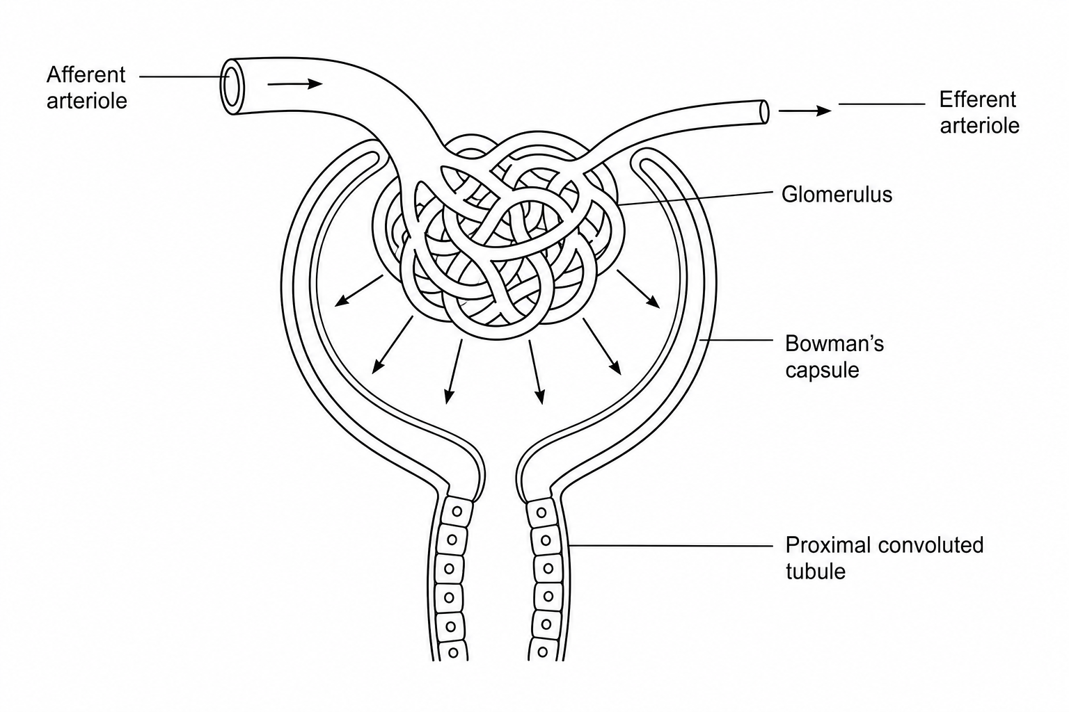Renal corpuscle ultrafiltration