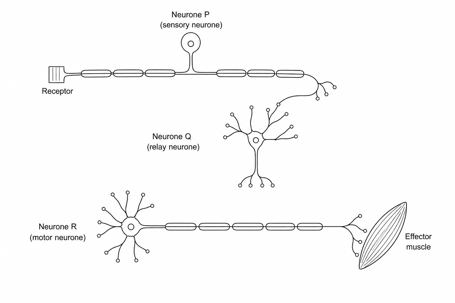 Reflex Arc Neurones