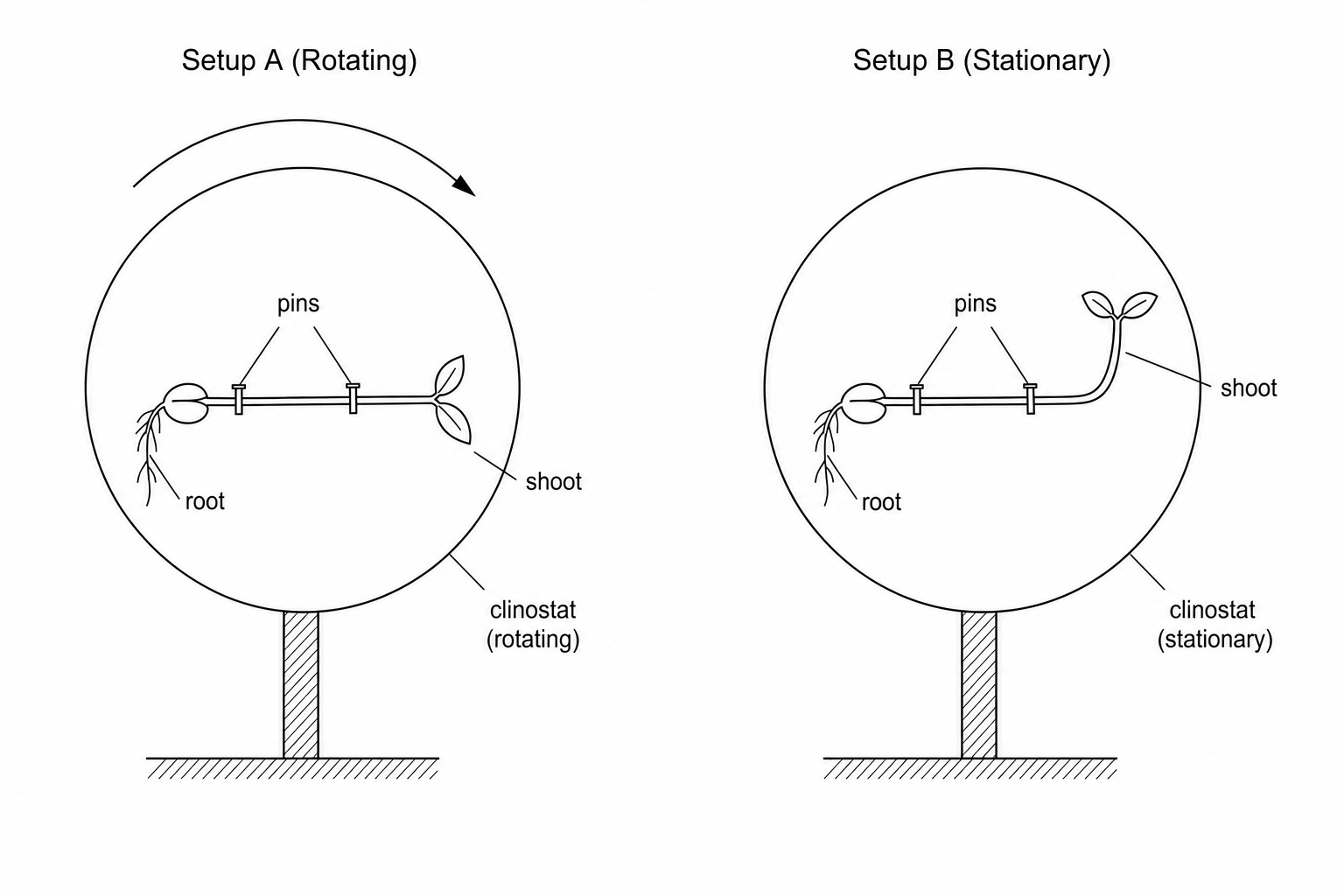 Diagram showing two clinostat setups investigating gravitropism.