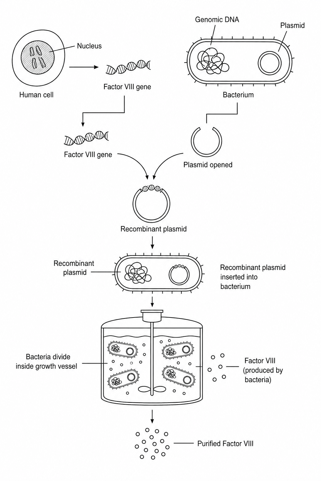 Genetic engineering process to produce human Factor VIII