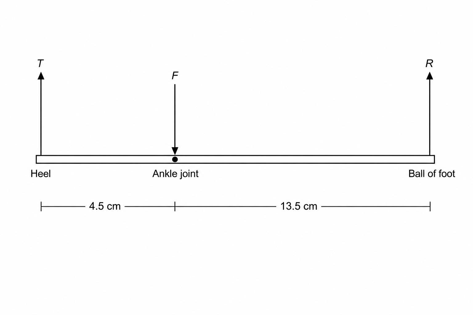 Biomechanics Lever Diagram