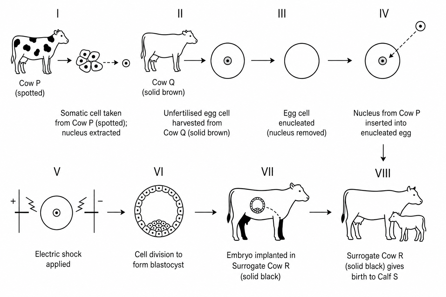 SCNT Cow Cloning Diagram