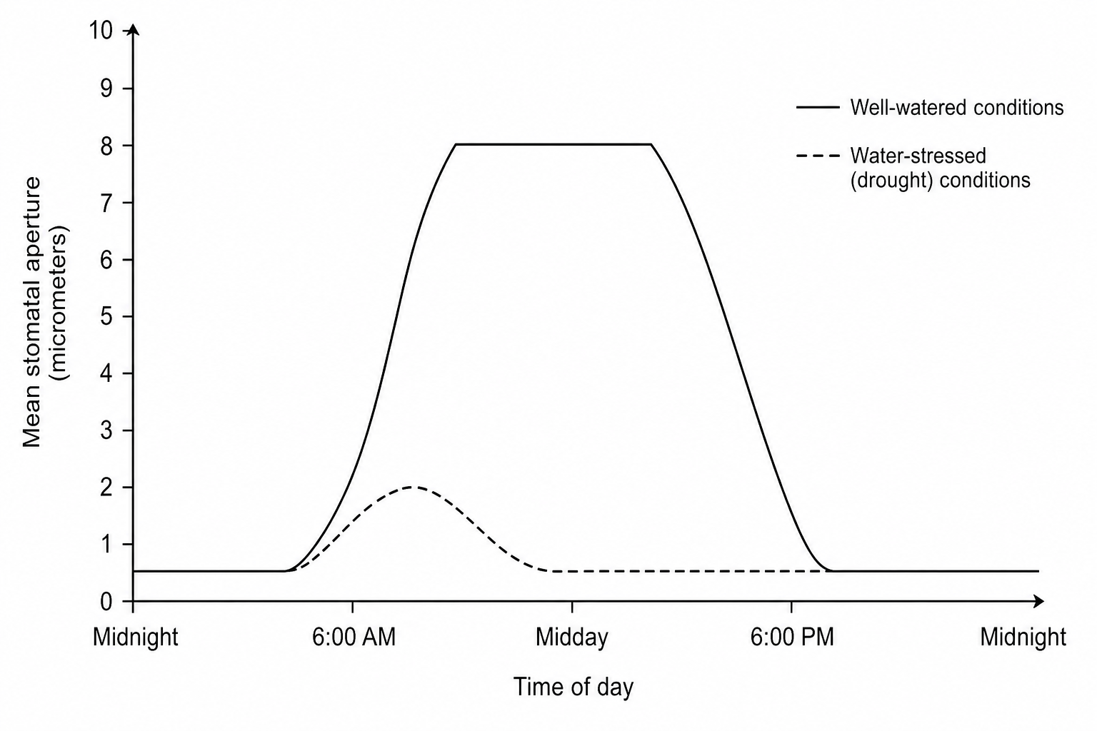 Line graph showing the mean stomatal aperture in micrometers over a 24-hour period starting from midnight, through midday, to the next midnight. The y-axis ranges from 0 to 10 micrometers with grid lines. The x-axis shows the time of day, marked with Midnight, 6:00 AM, Midday, 6:00 PM, and Midnight. Two curves are plotted: 1) A solid line representing 'Well-watered conditions' which starts at 0.5 micrometers at midnight, rises sharply from 6:00 AM to a flat peak of 8.0 micrometers around midday, and then declines back to 0.5 micrometers by 6:00 PM, remaining low until midnight. 2) A dashed line representing 'Water-stressed (drought) conditions' which starts at 0.5 micrometers at midnight, rises slightly to a peak of only 2.0 micrometers at 8:00 AM, then quickly decreases back to 0.5 micrometers by midday and remains at 0.5 micrometers for the rest of the day and night.