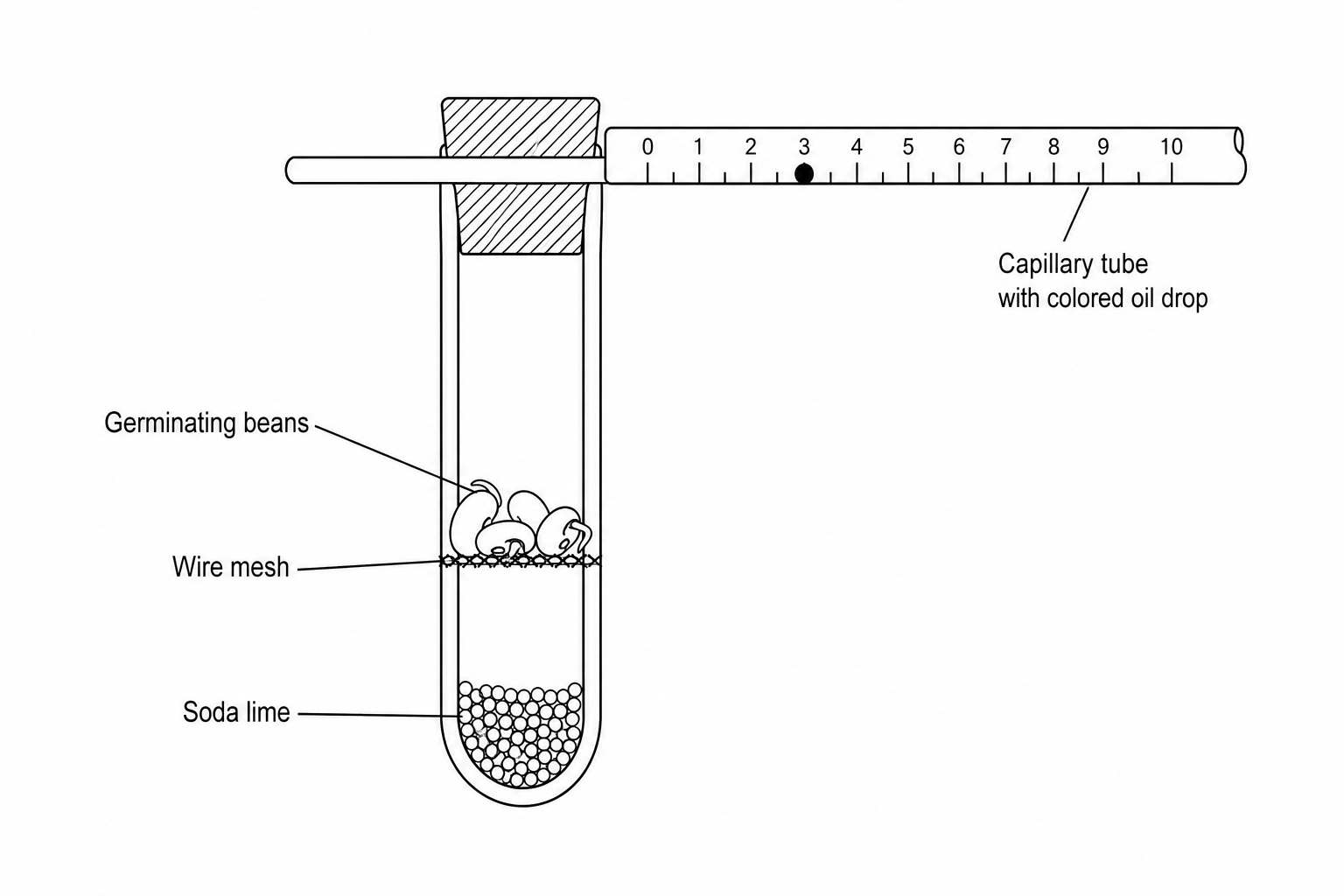 Figure 1: Schematic of a respirometer setup. A test tube contains germinating mung beans resting on a wire mesh platform. Below the platform are soda lime pellets. The tube is sealed with a rubber stopper through which a horizontal capillary tube passes. The capillary tube scale runs from 0 to 10 cm and contains a drop of colored oil used to track volume changes.