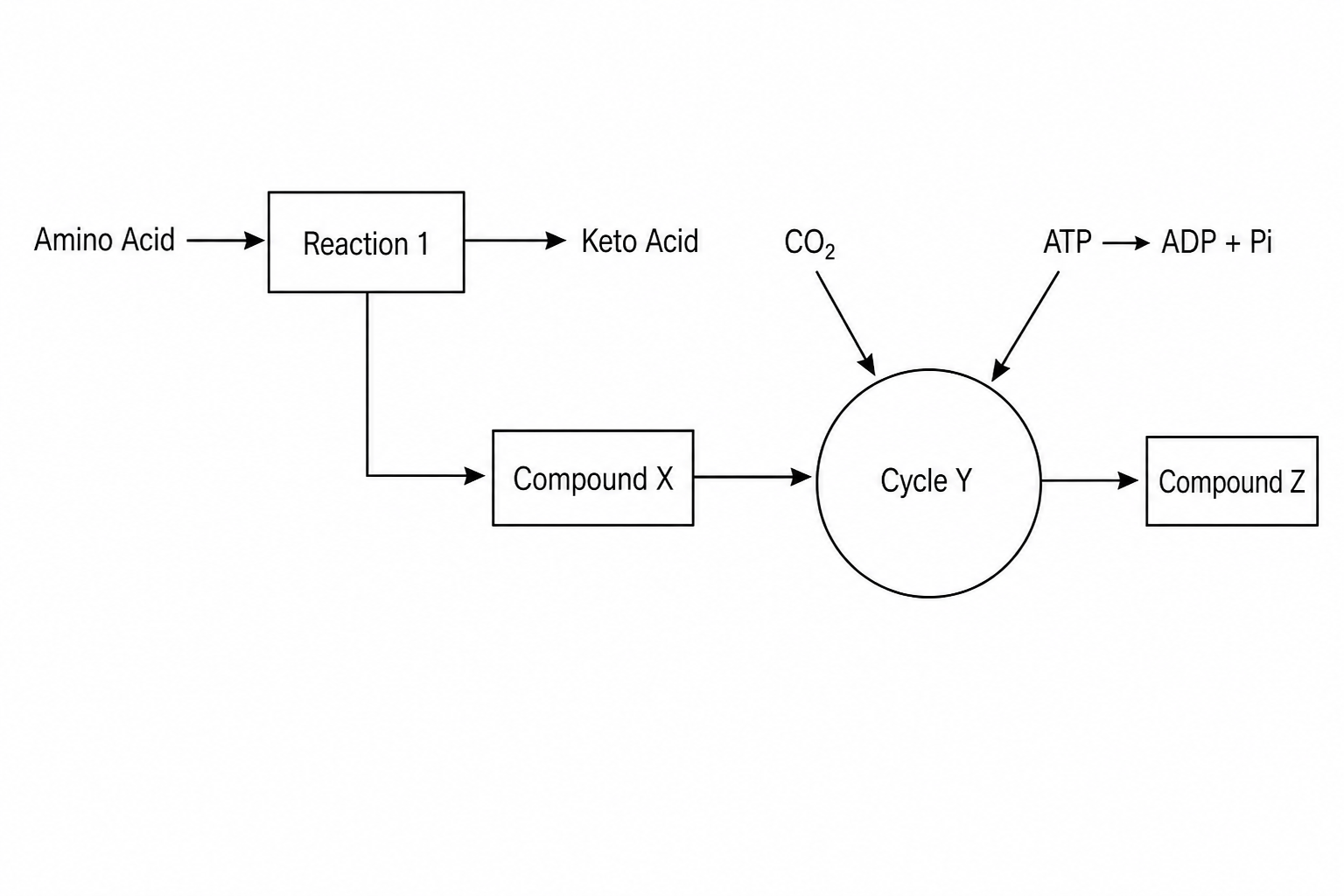 Hepatocyte metabolic pathway