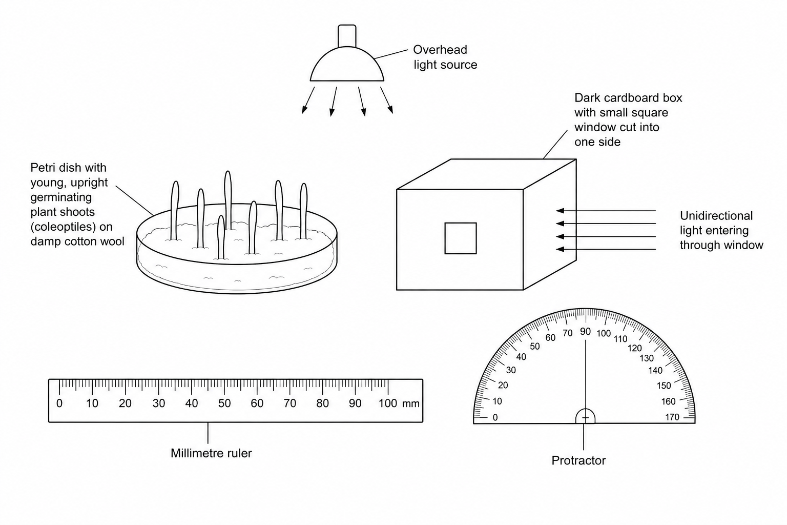Figure 1: Equipment available for the phototropism investigation.