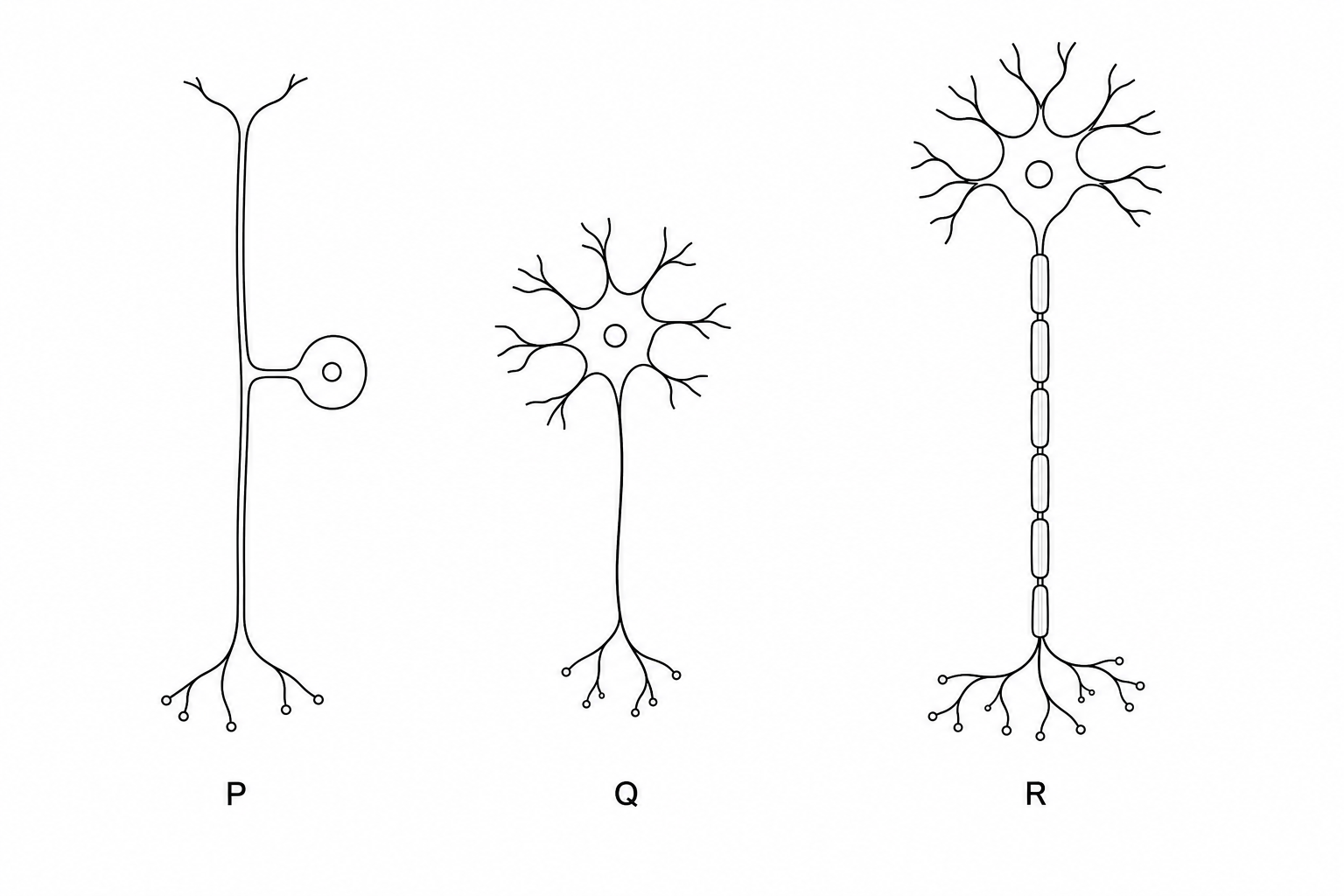 Three different types of neurones: P, Q, and R.