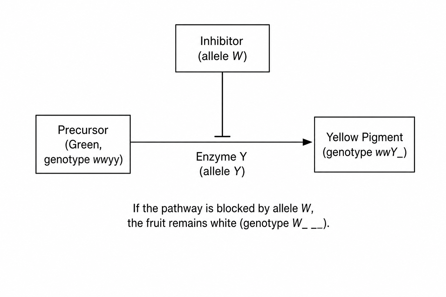 Epistasis Pathway in Squash