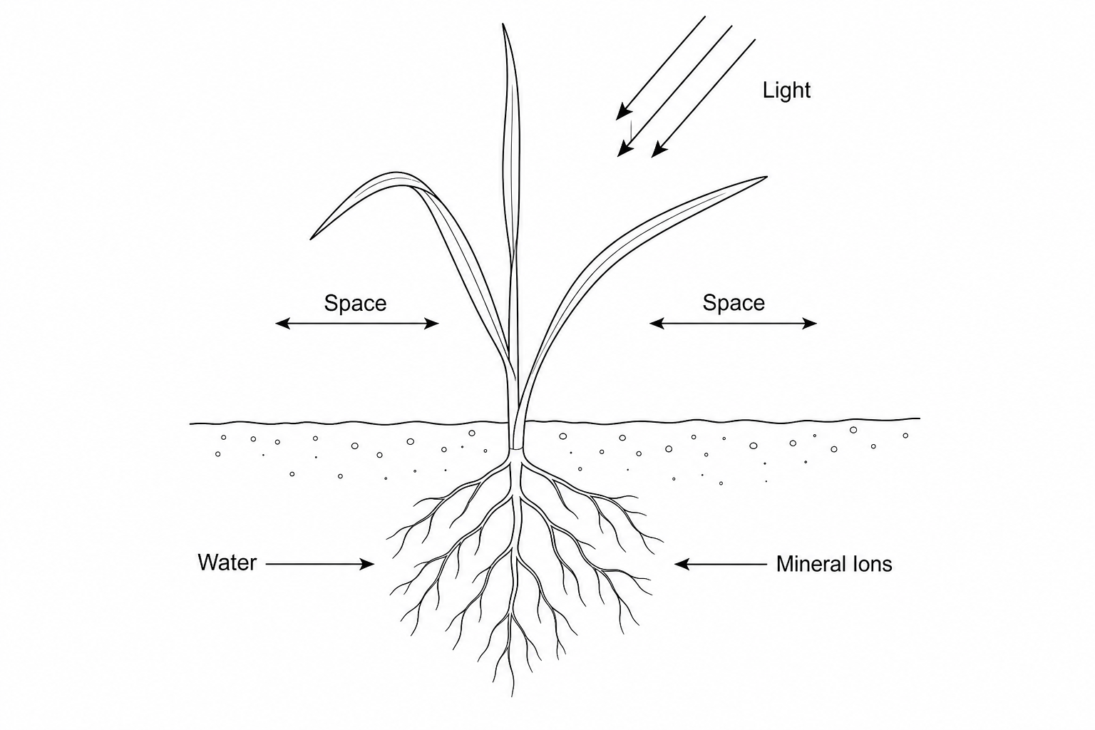 Barley growth and resources