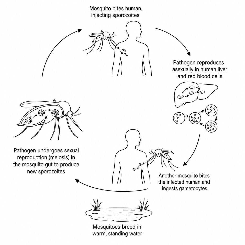 Malaria life cycle and transmission pathway