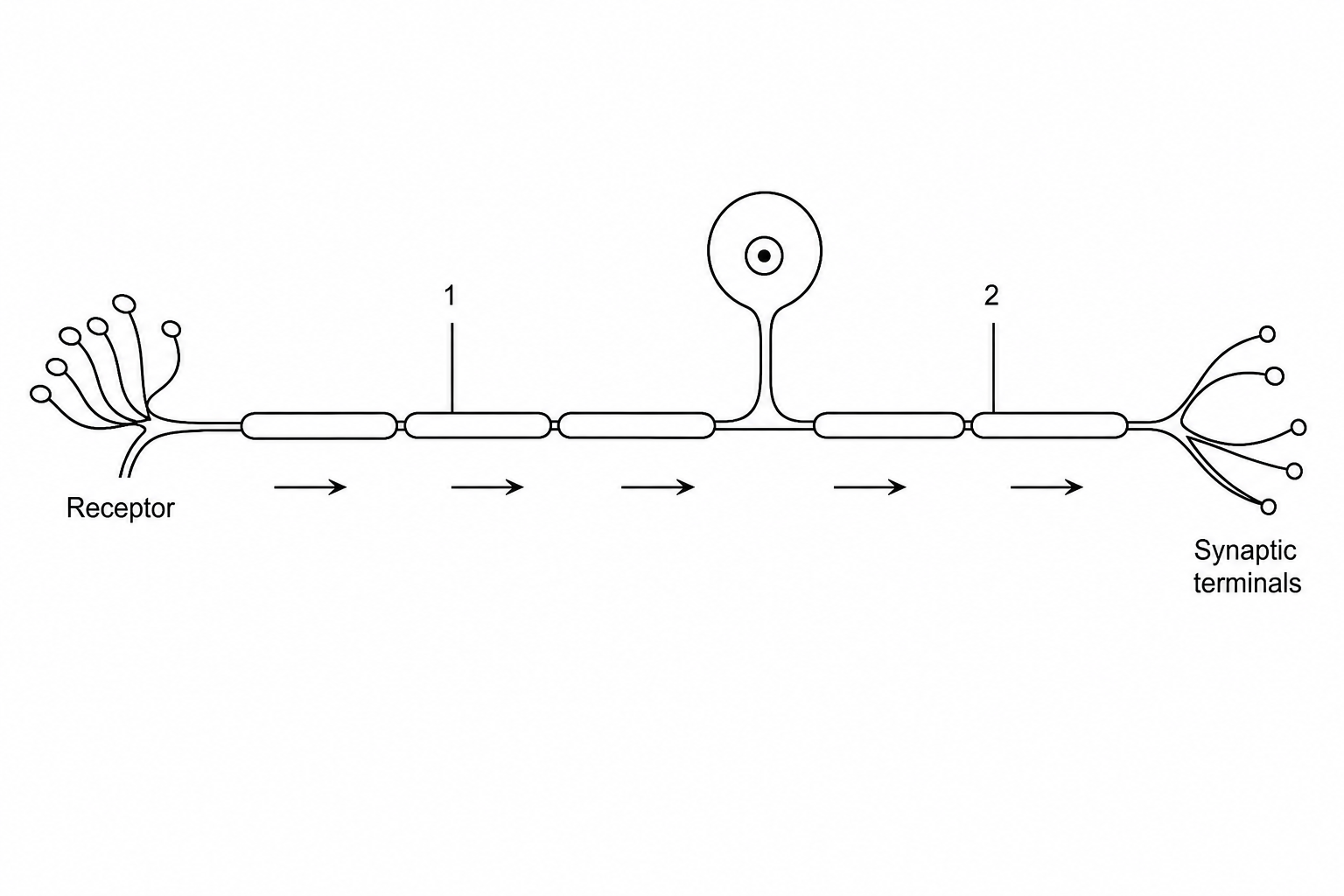 Diagram of a neurone